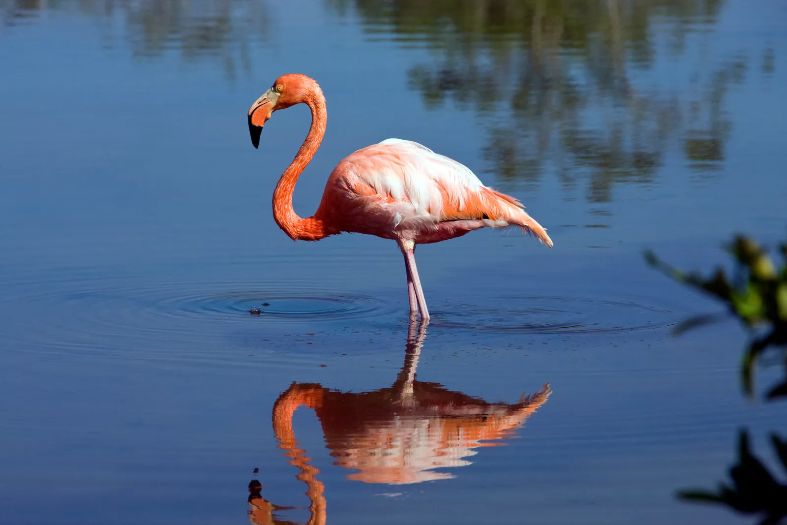 Flamingos e Isla Isabela, Galápagos