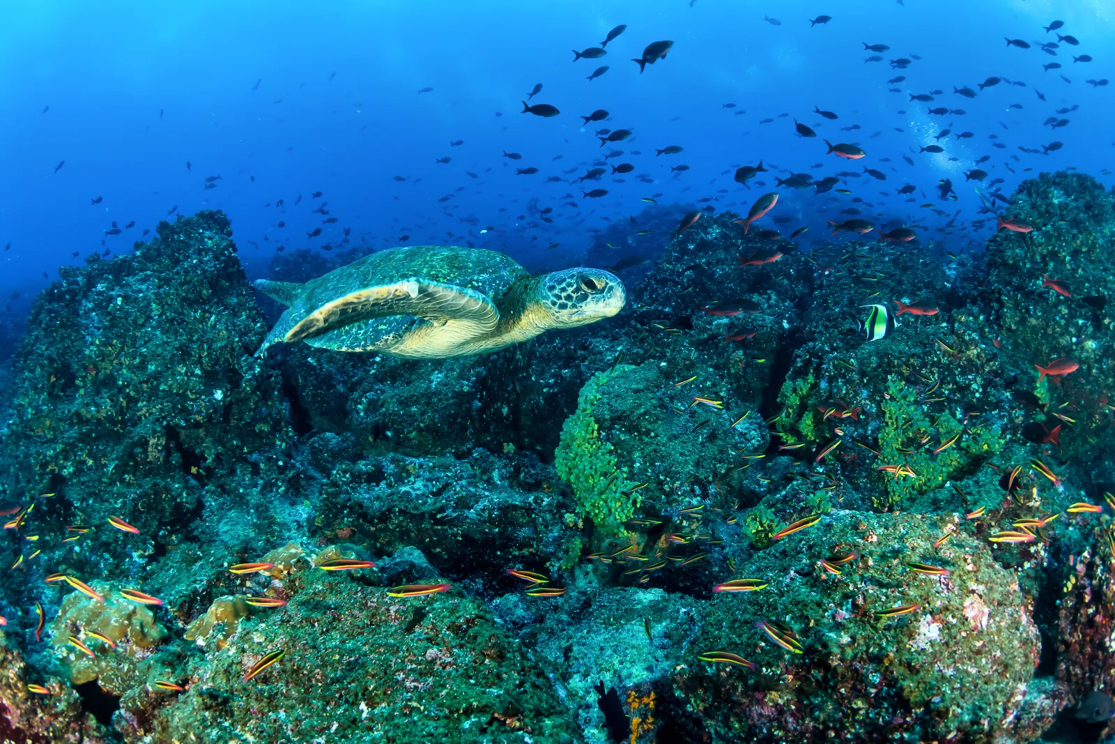 Snorkel